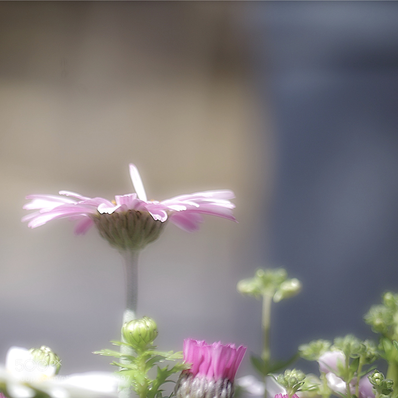 Pentax K-50 sample photo. Good morning! photography