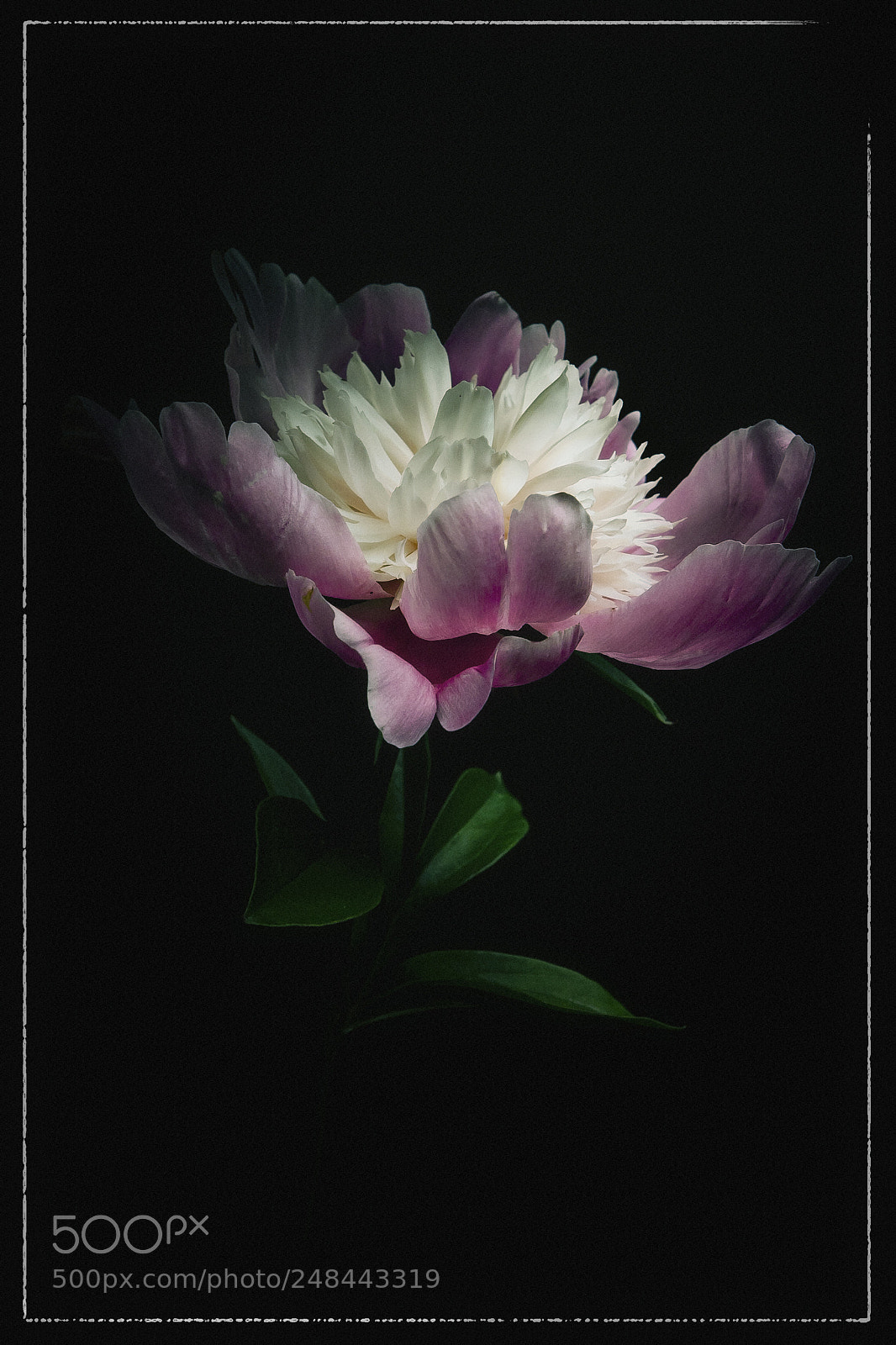 Canon EOS 20D sample photo. Beauty in dark photography