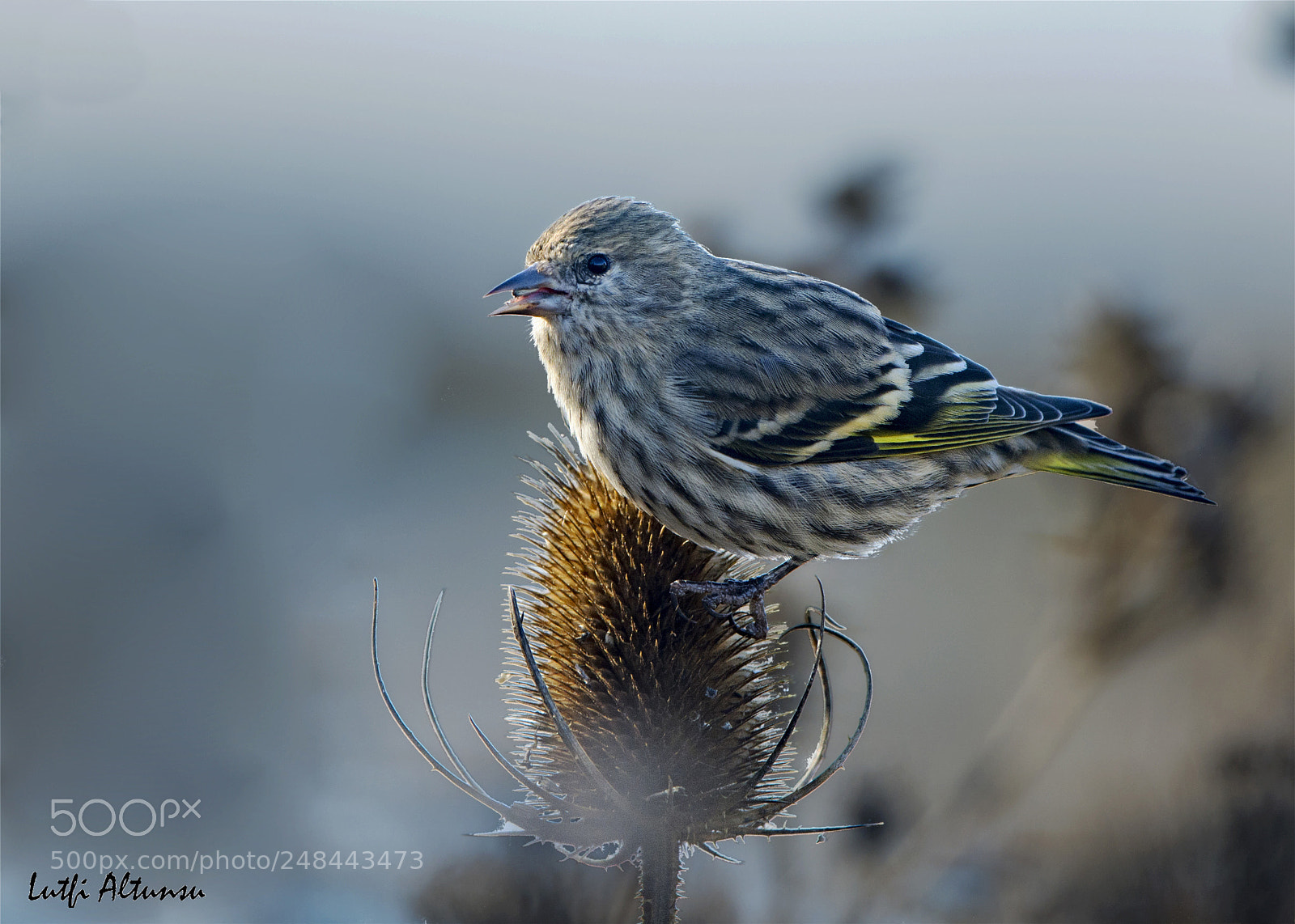 Nikon D7100 sample photo. Pine siskin am sketesi photography