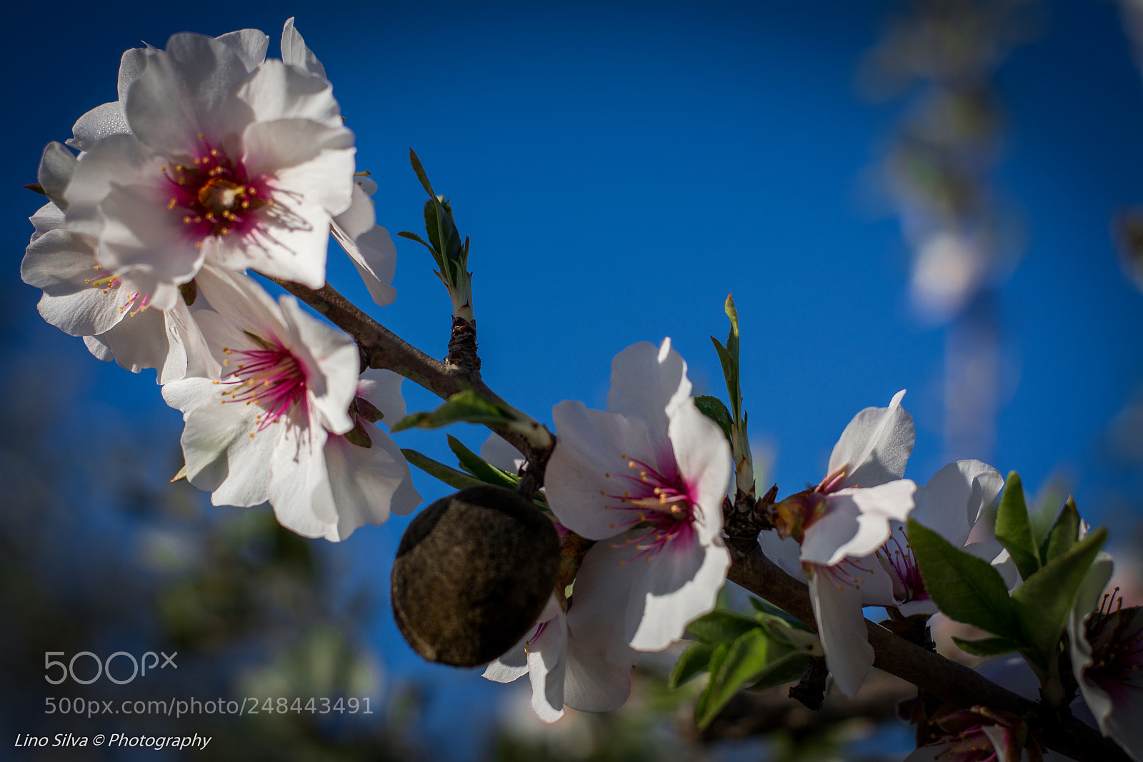 Nikon D5200 sample photo. Amendoeira algarve photography