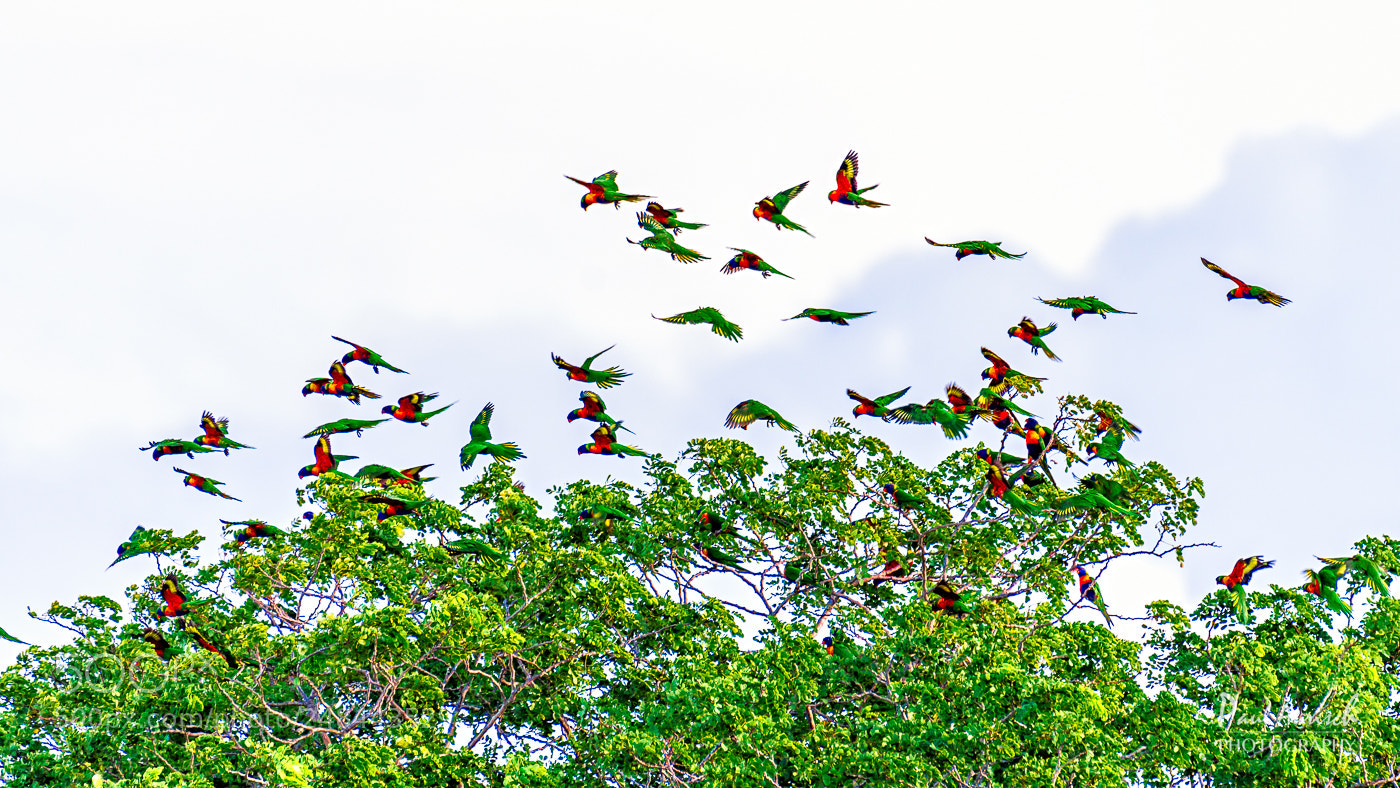 Nikon D500 sample photo. Rainbow lorikeets photography