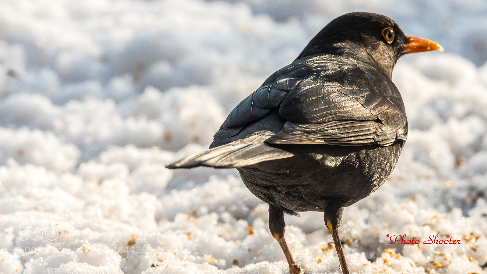 Nikon D7500 sample photo. Blackbird male photography