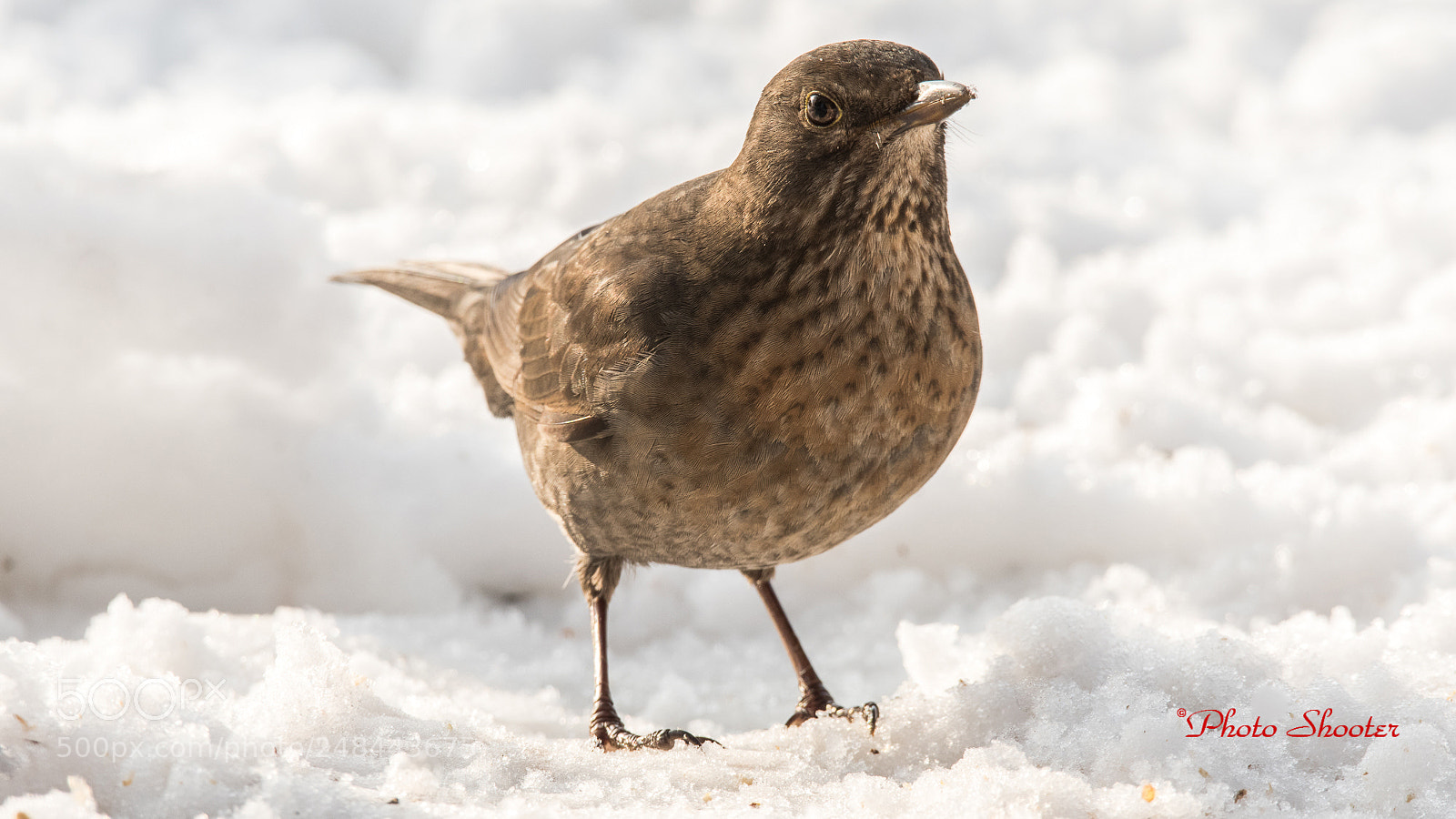 Nikon D7500 sample photo. Schwarzdrossel - blackbird female photography