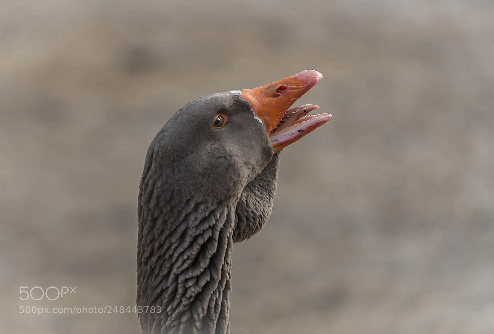 Sony a7R II sample photo. Goose photography