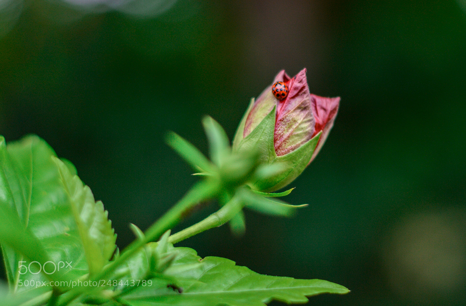Nikon D3200 sample photo. Dsc photography