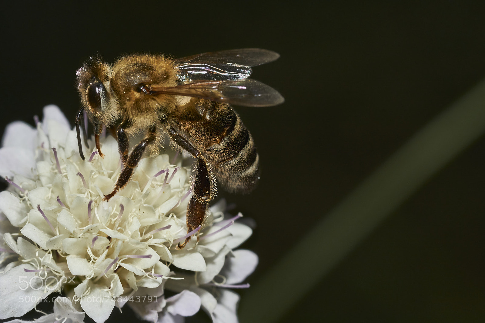 Sony a6000 sample photo. Bee 55 photography