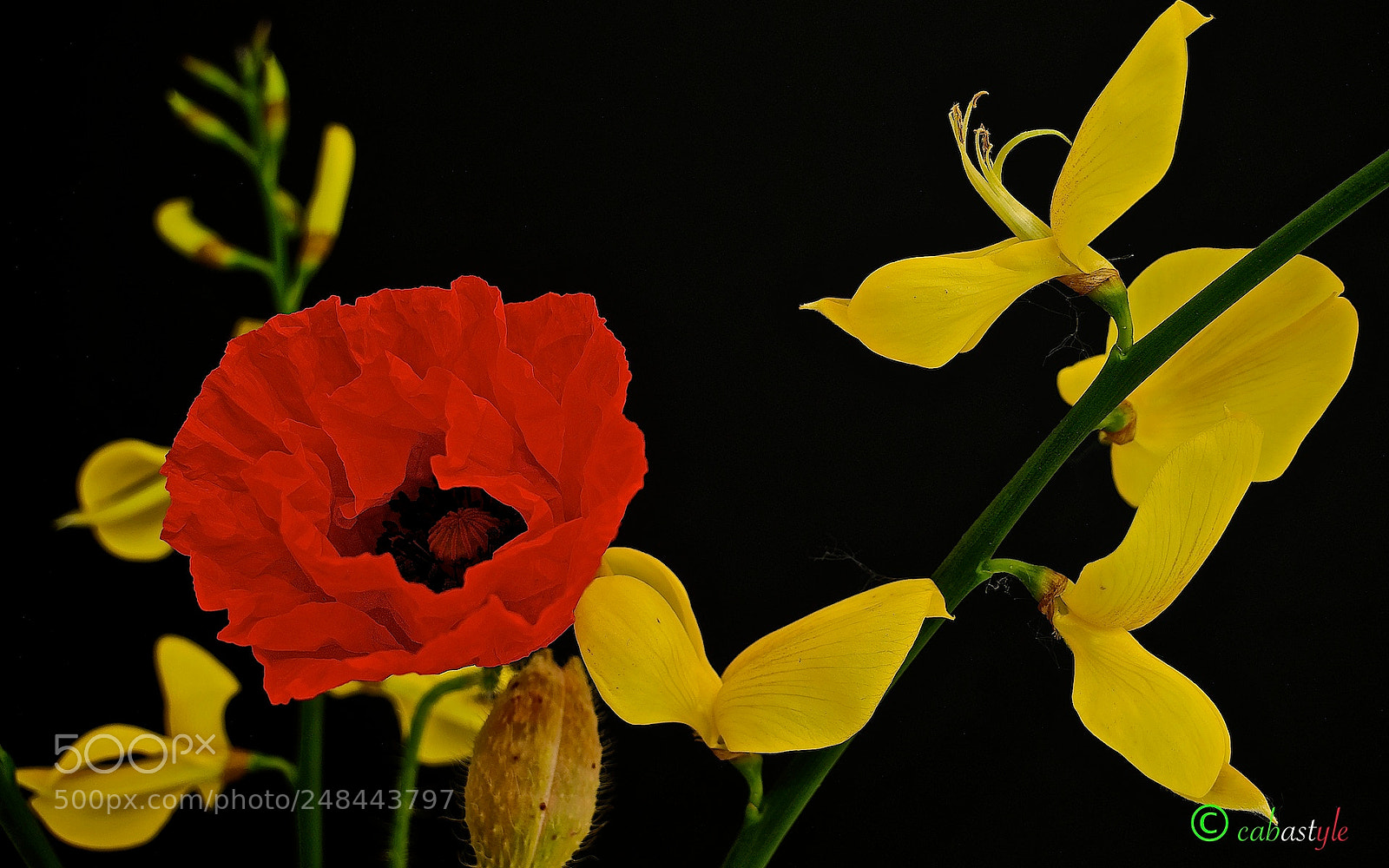 Panasonic Lumix DMC-G85 (Lumix DMC-G80) sample photo. Rosso e giallo photography