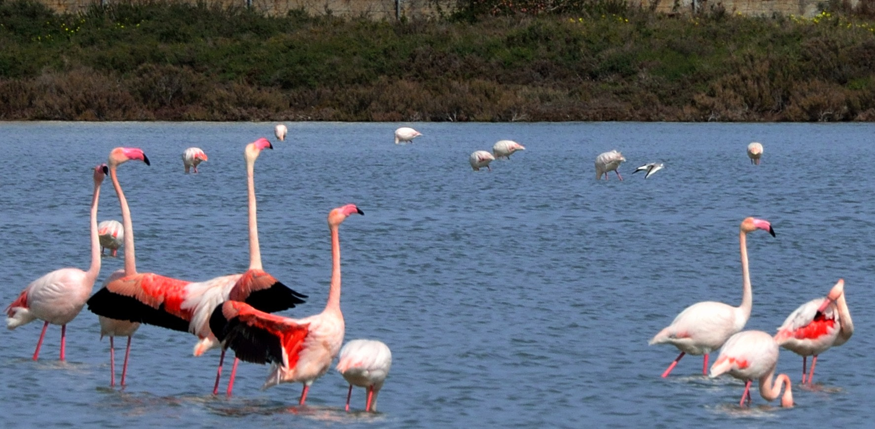 Nikon D800 sample photo. Flamingo photography