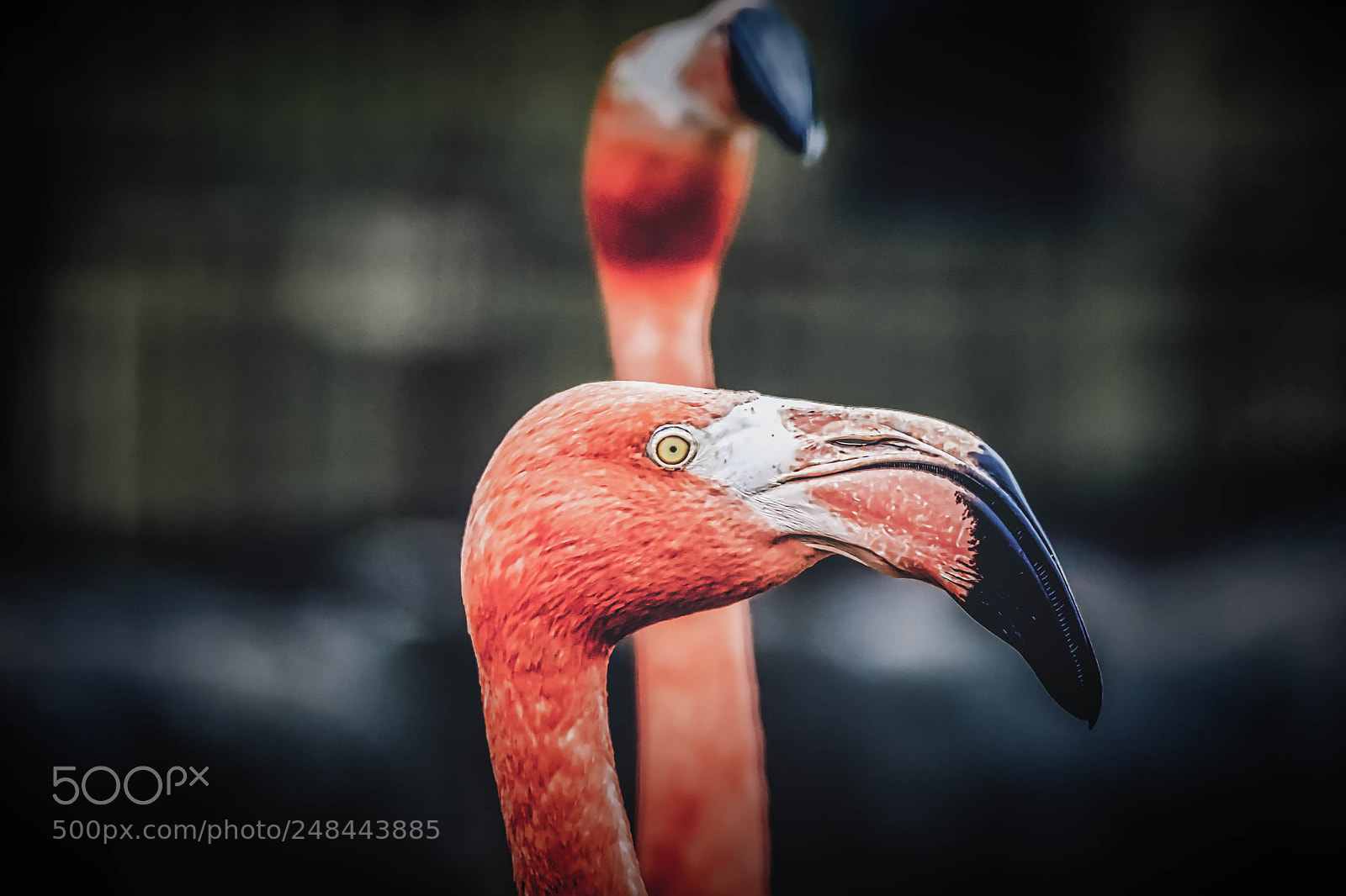 Nikon D7200 sample photo. Portrait in coral pink photography