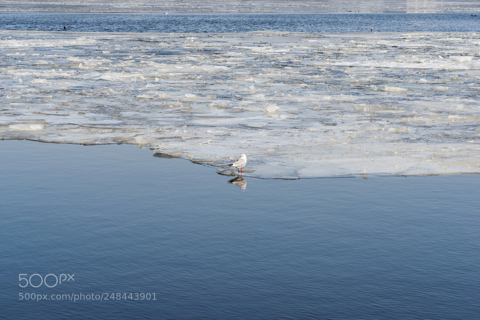 Pentax K-1 sample photo. Hamburger alster im frostigen photography