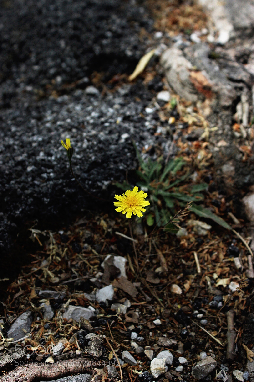 Canon EOS 600D (Rebel EOS T3i / EOS Kiss X5) sample photo. Dandelion in the wild photography