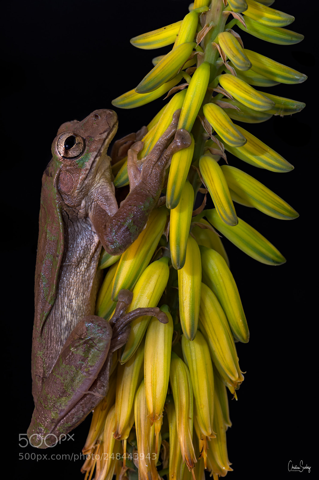 Nikon D4 sample photo. Tawny treefrog photography
