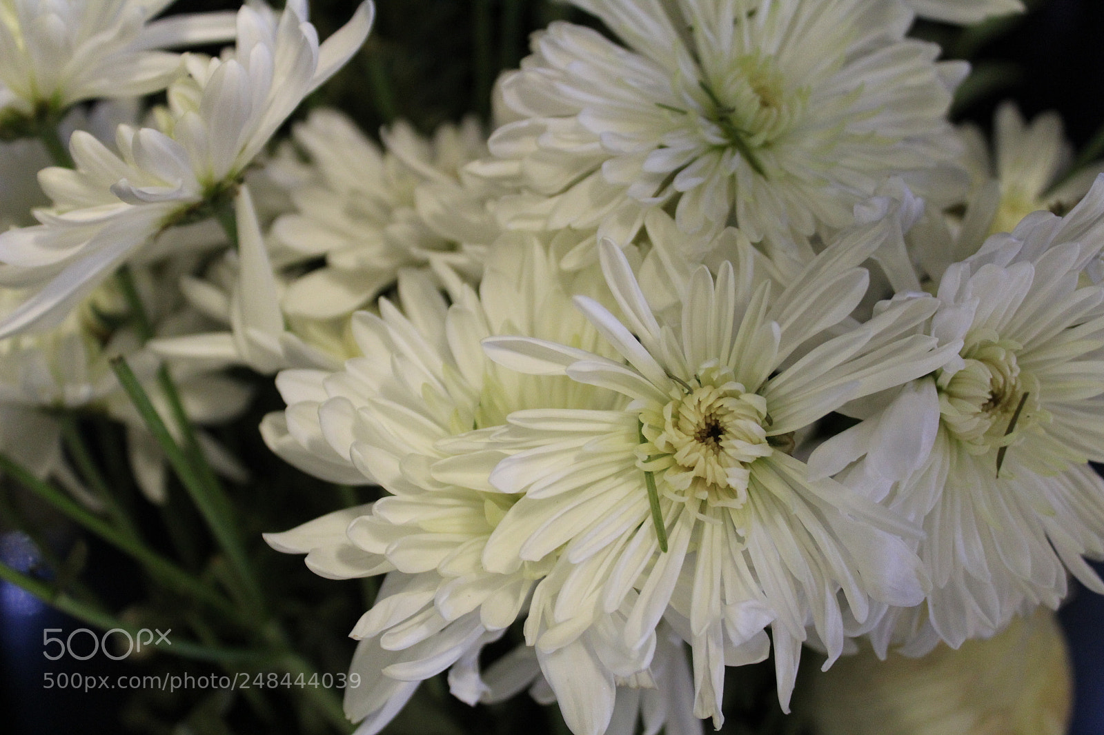 Canon EOS 1300D (EOS Rebel T6 / EOS Kiss X80) sample photo. Flowers photography