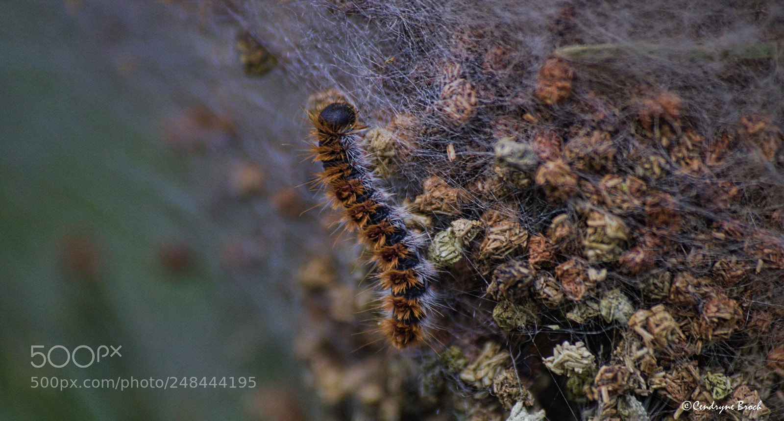 Canon EOS 760D (EOS Rebel T6s / EOS 8000D) sample photo. I'm a caterpillar ... photography