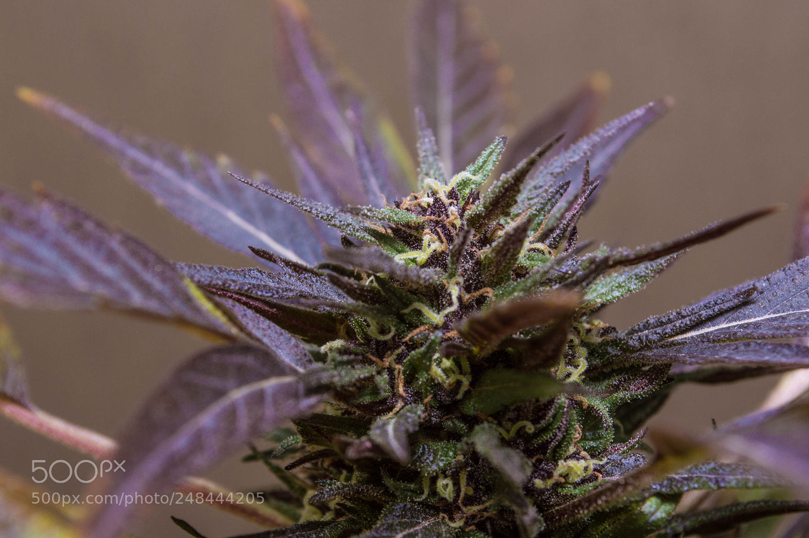 Nikon D3200 sample photo. Autogestion cannabis bogota 2017 photography