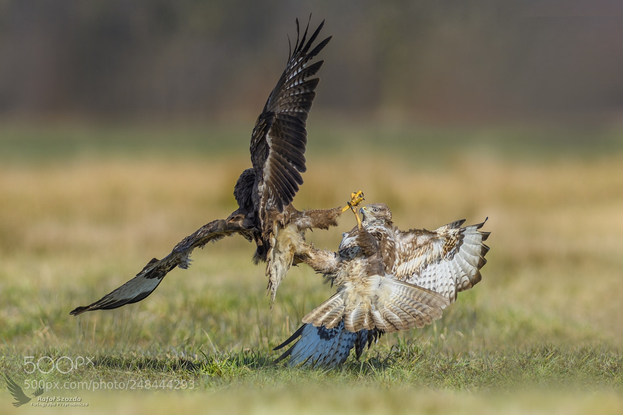 Nikon D500 sample photo. Myszo owy, common buzzard photography
