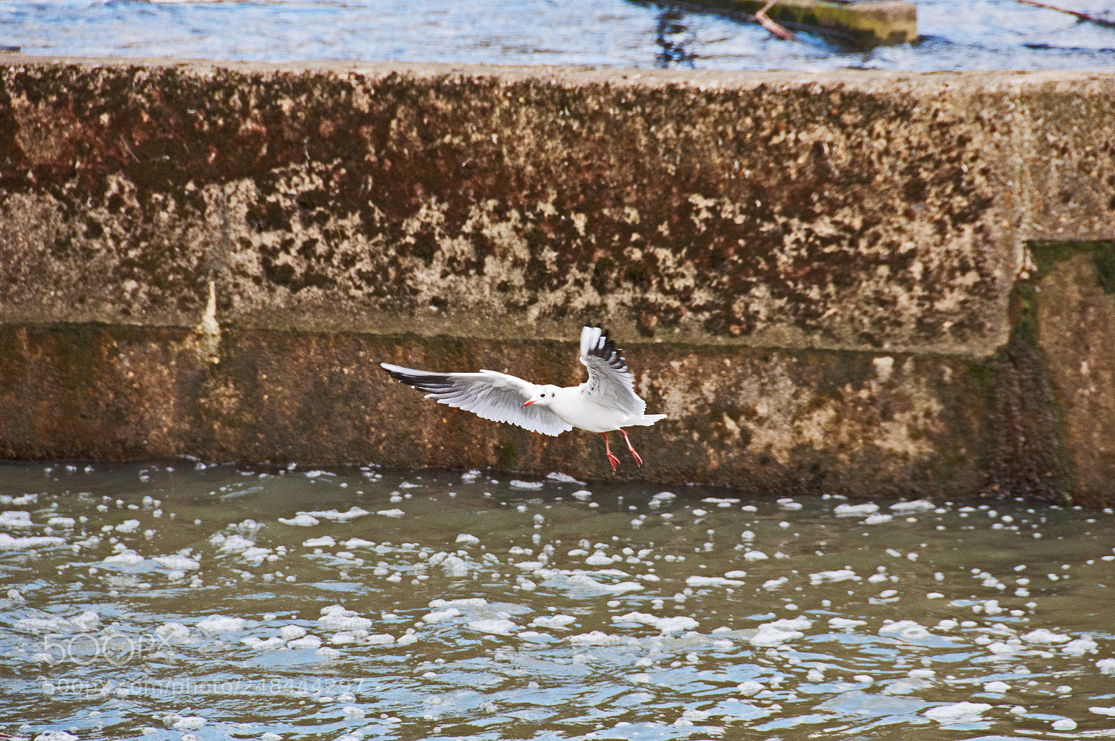 Nikon D90 sample photo. Sea gull photography