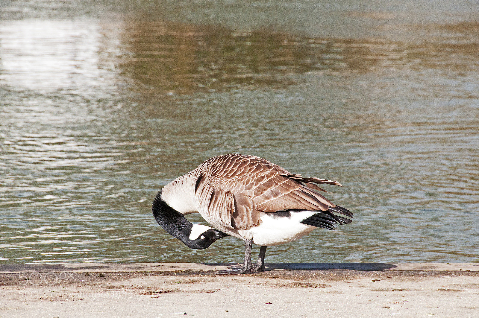 Nikon D90 sample photo. Swans photography