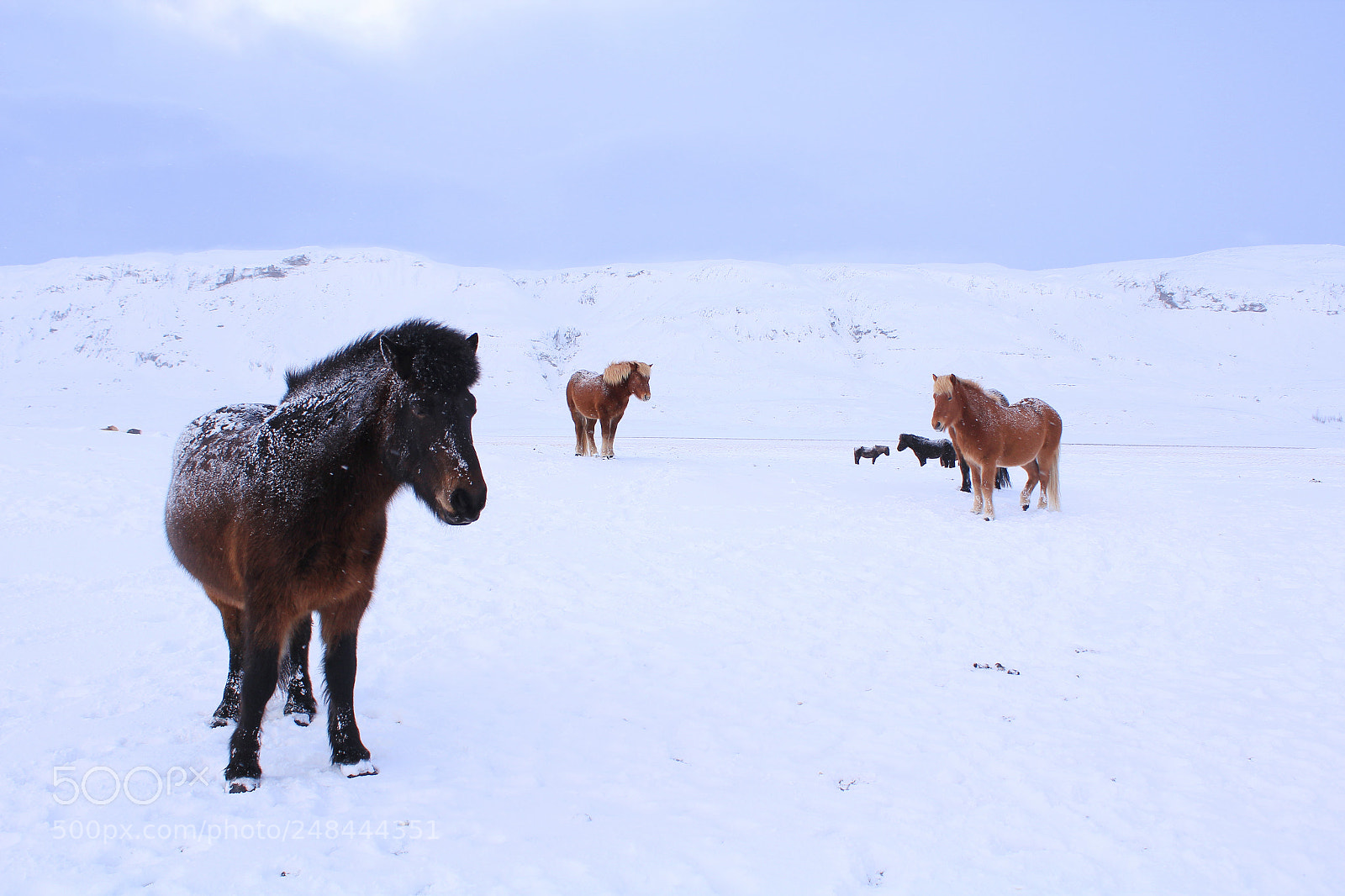 Canon EOS 1200D (EOS Rebel T5 / EOS Kiss X70 / EOS Hi) sample photo. Icelandic horses photography