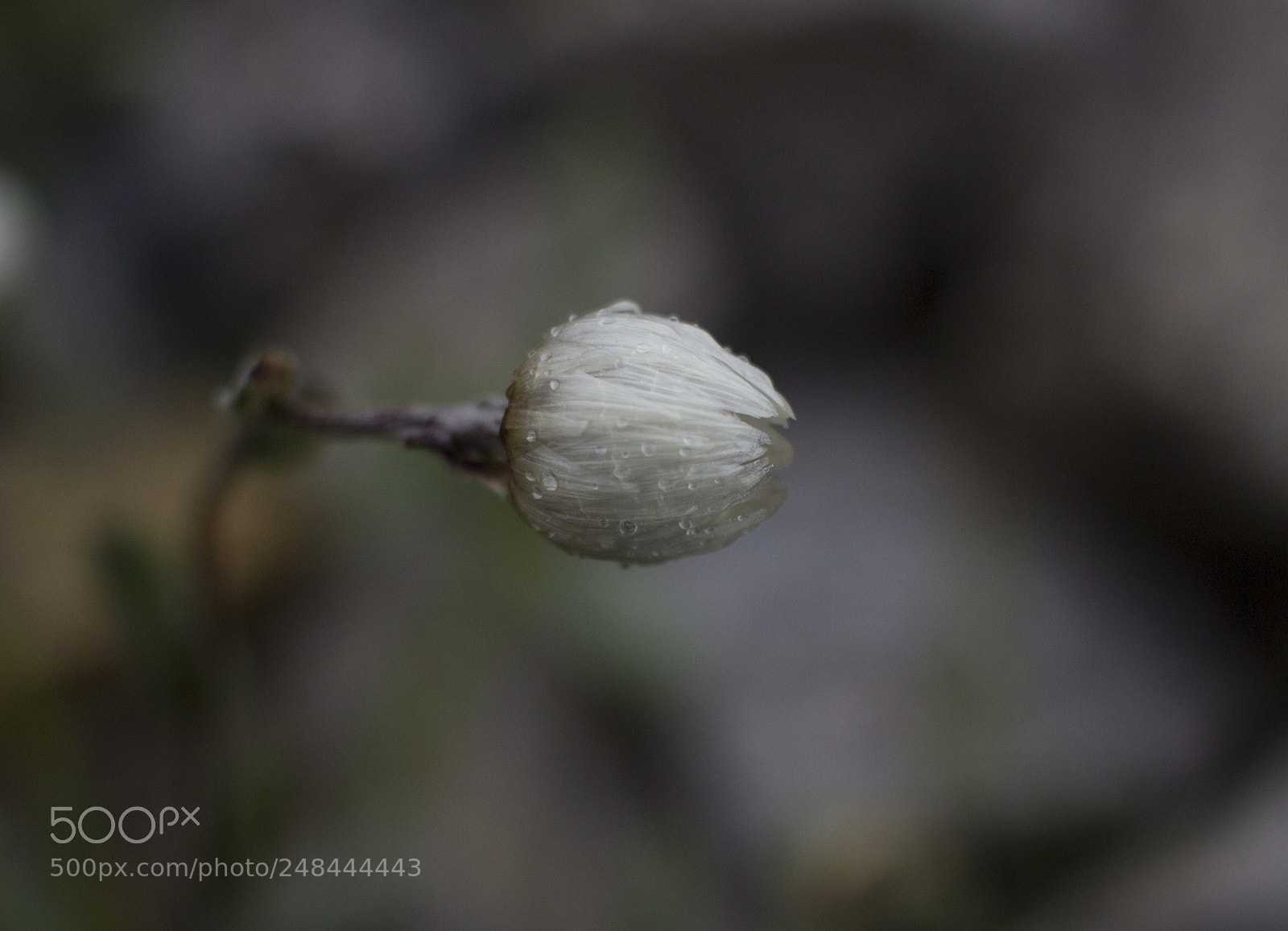 Canon EOS 600D (Rebel EOS T3i / EOS Kiss X5) sample photo. Beautiful bud photography