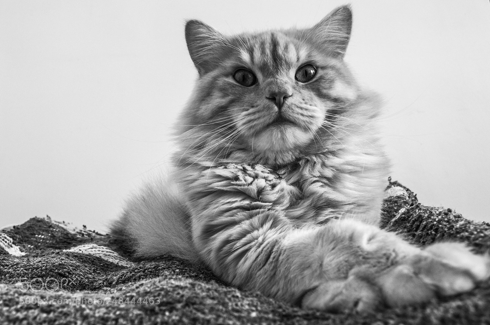 Nikon D3200 sample photo. Bmo photography