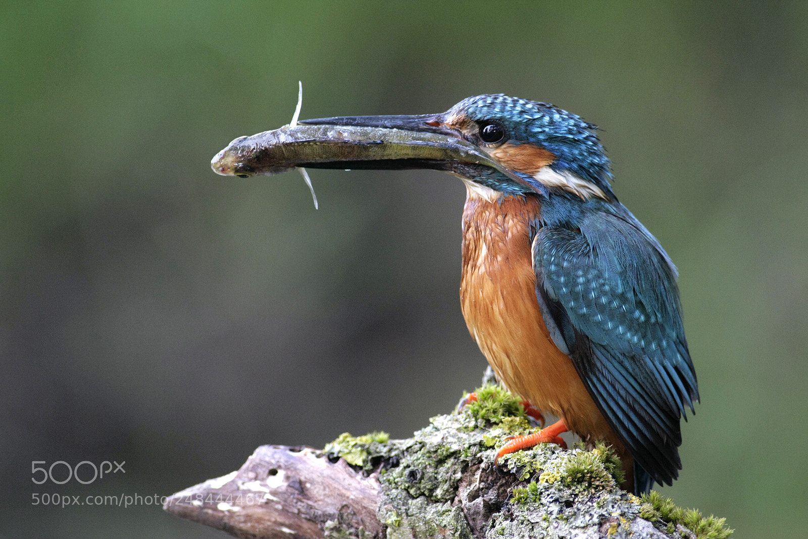 Canon EOS 40D sample photo. Kingfisher photography