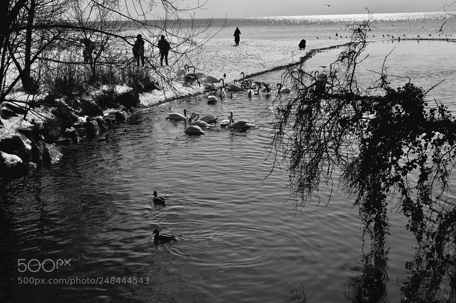 Nikon D3200 sample photo. People,birds... photography