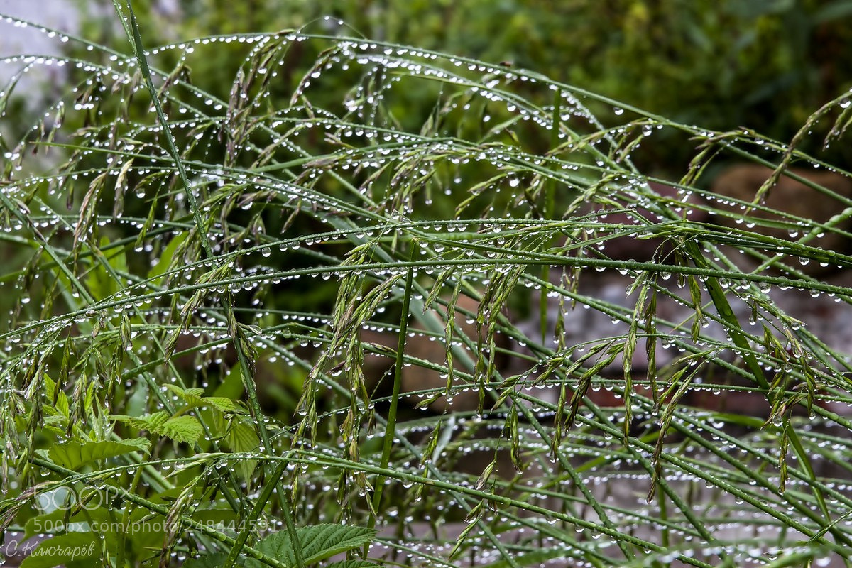 Canon EOS 30D sample photo. "Ну, после такого дождя жди хороший отёл…" (c) photography