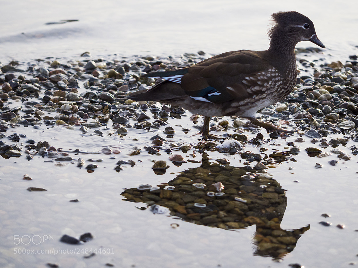 Olympus OM-D E-M1 Mark II sample photo. Walking at the lake photography