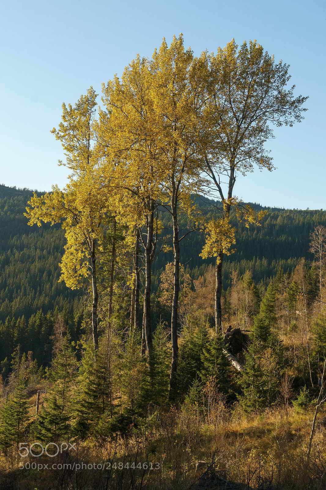 Sony a6000 sample photo. Yellow trees photography