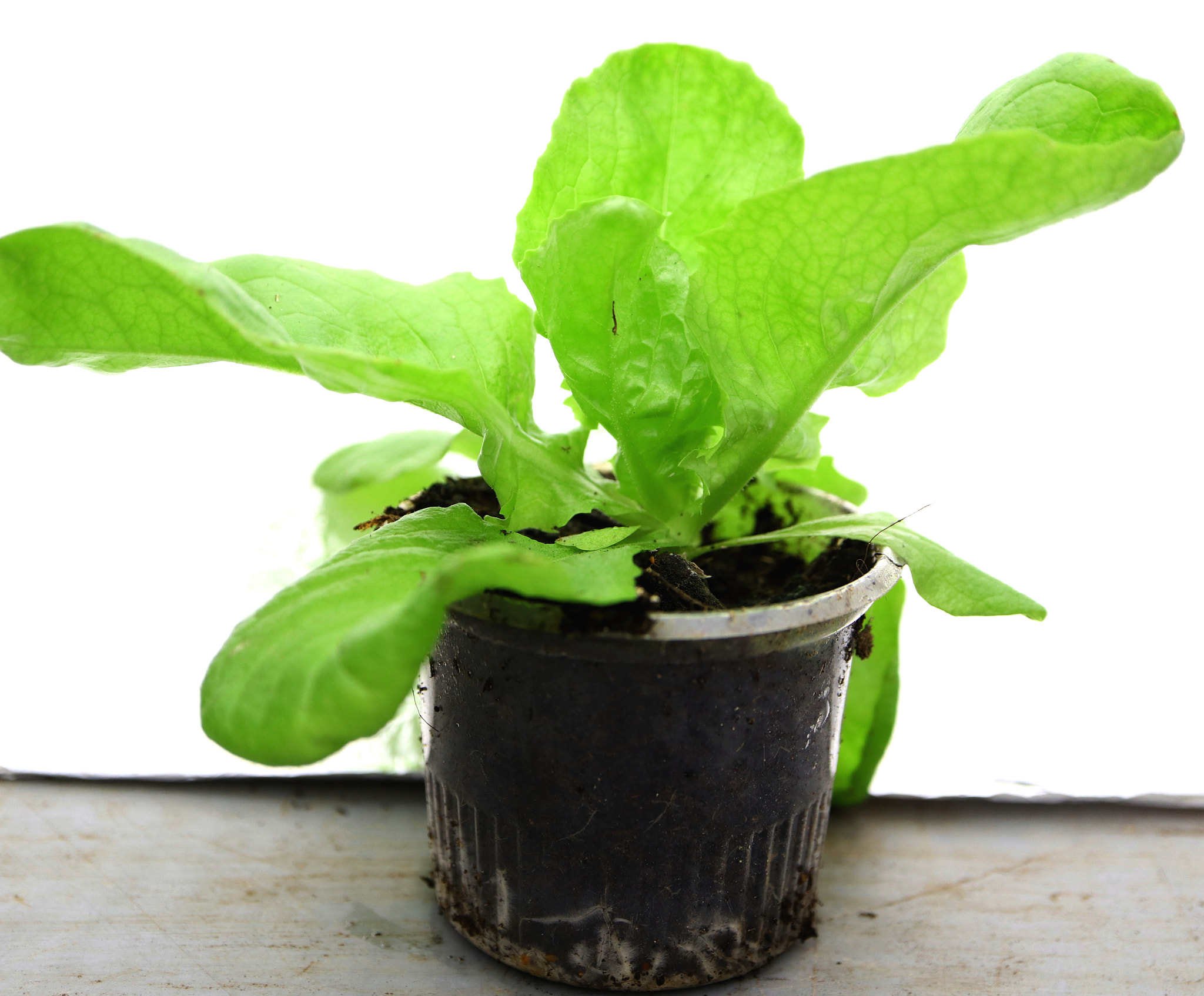 Canon EF-M 28mm F3.5 Macro IS STM sample photo. Salad photography