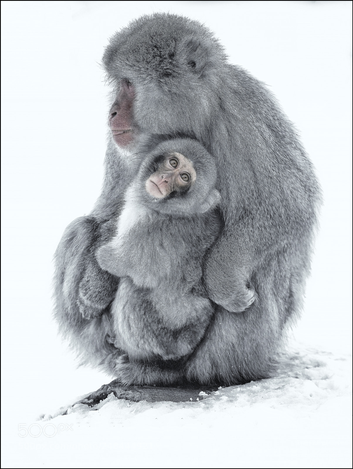 Canon EOS-1D X Mark II sample photo. Snow monkey selenium edit photography