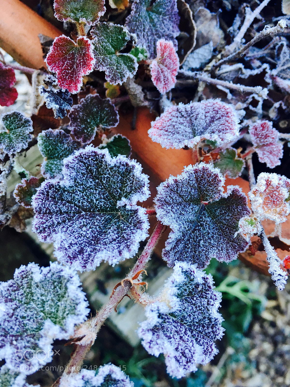 Apple iPhone SE sample photo. Frozen photography