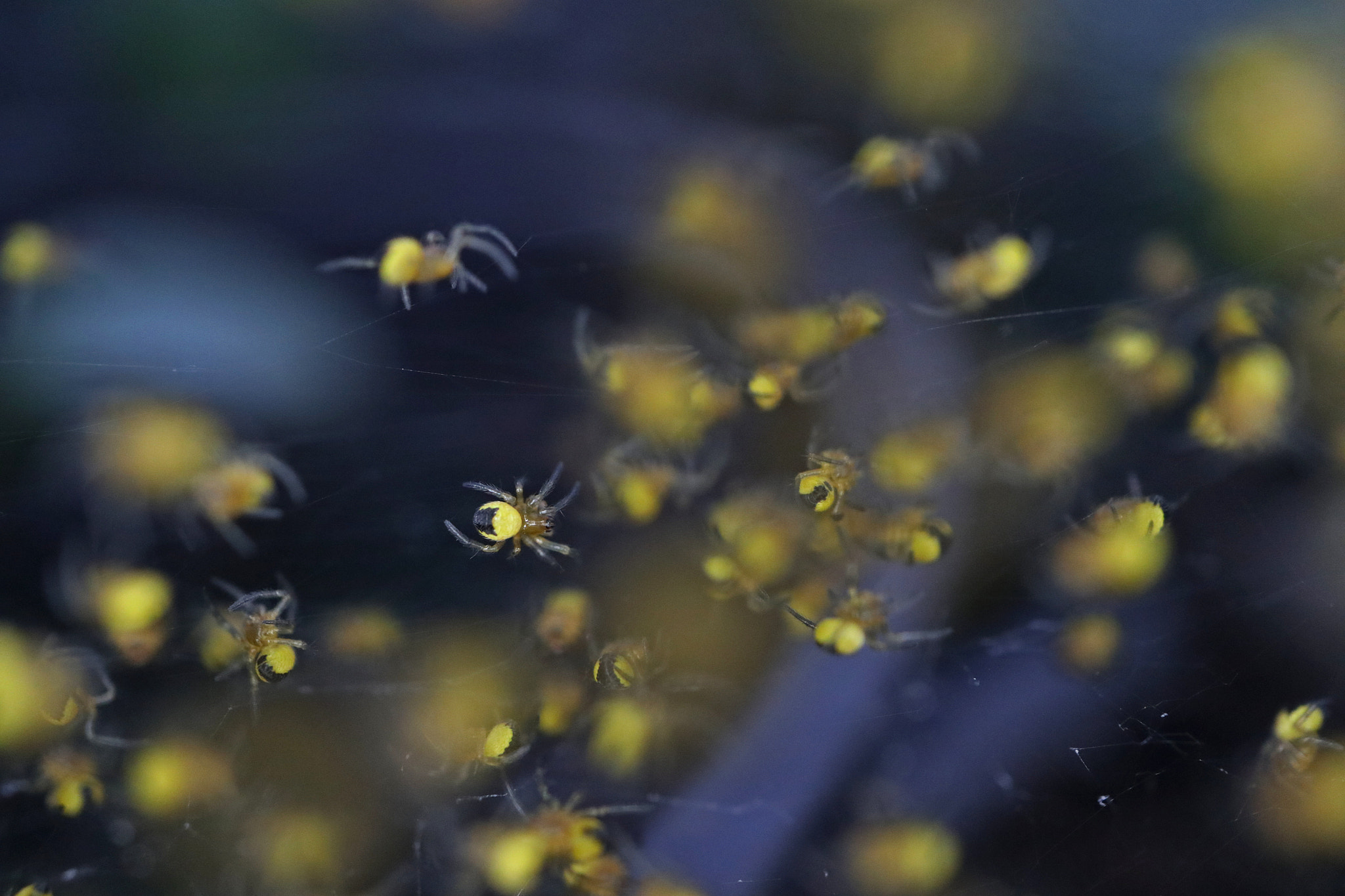 Canon EF-M 28mm F3.5 Macro IS STM sample photo. Spider hatchery photography