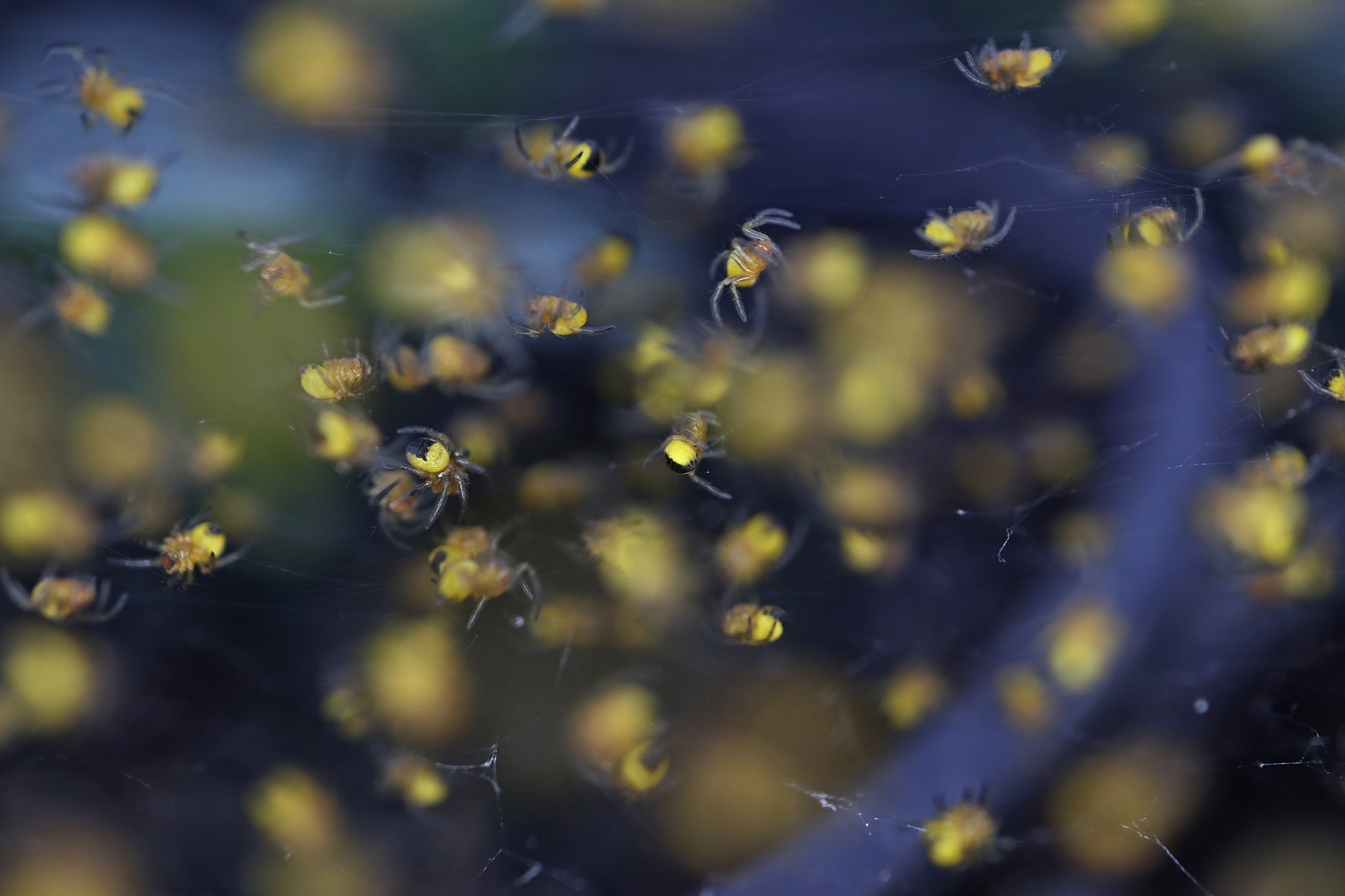 Canon EOS M5 + Canon EF-M 28mm F3.5 Macro IS STM sample photo. Spider hatchery photography