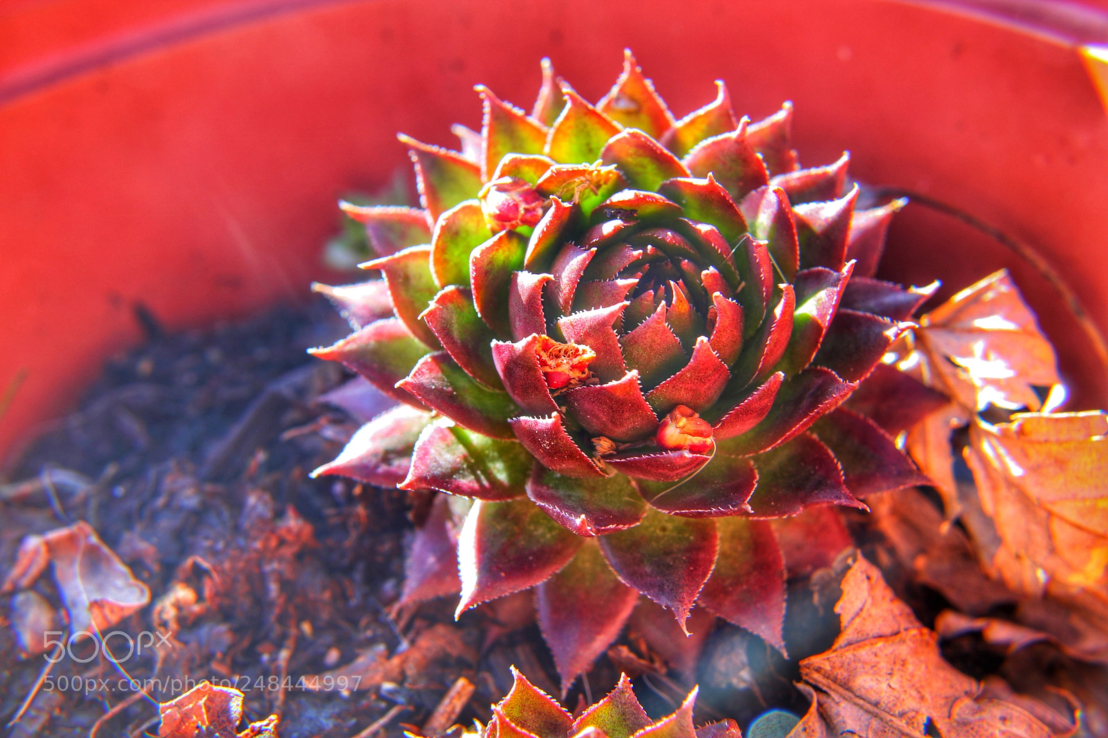 Canon EOS 750D (EOS Rebel T6i / EOS Kiss X8i) sample photo. Cacti photography