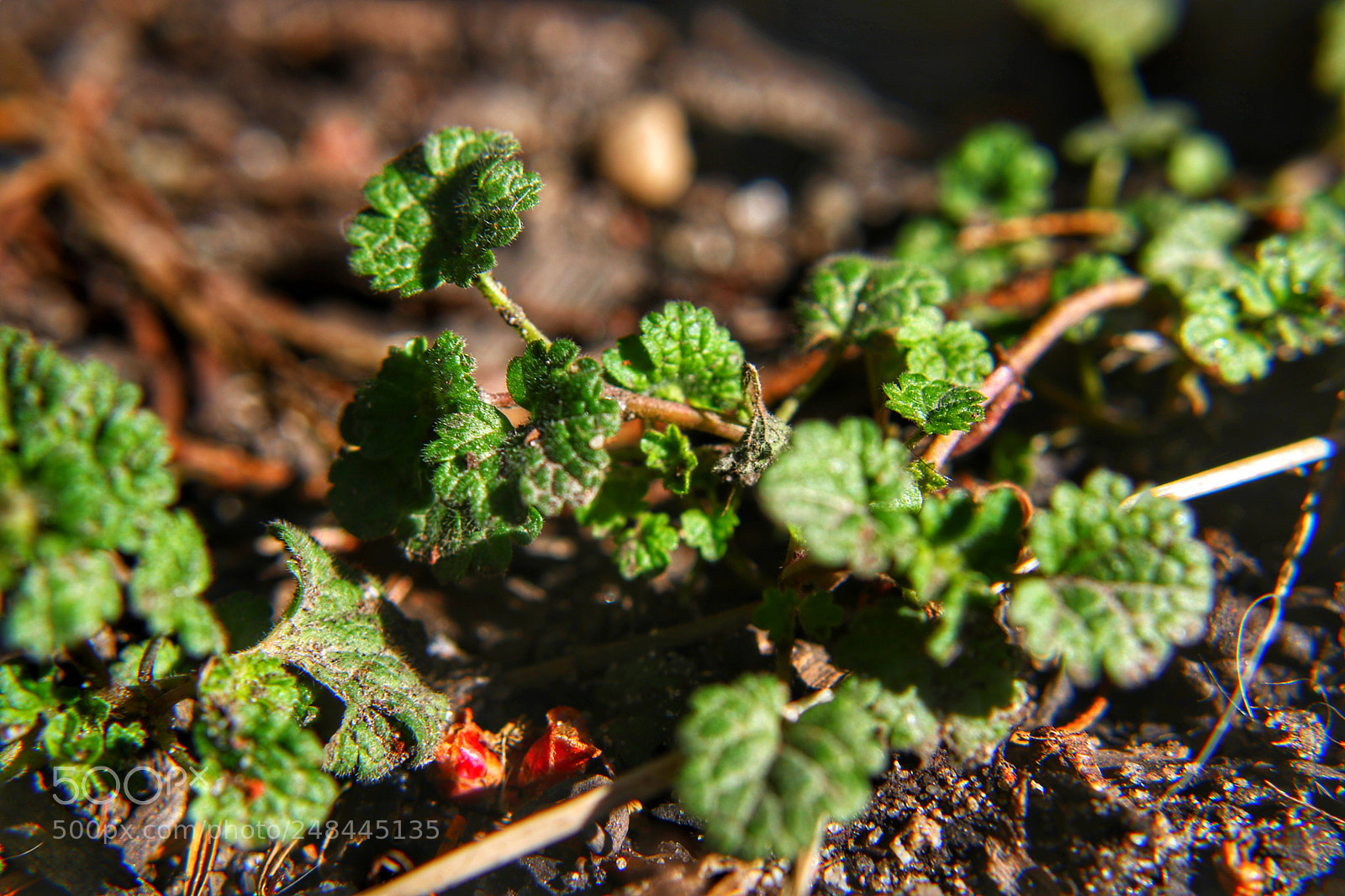 Canon EOS 750D (EOS Rebel T6i / EOS Kiss X8i) sample photo. Garden finds photography