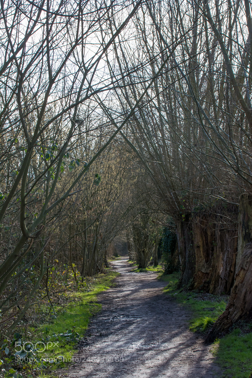 Nikon D5200 sample photo. Woluwe path. photography