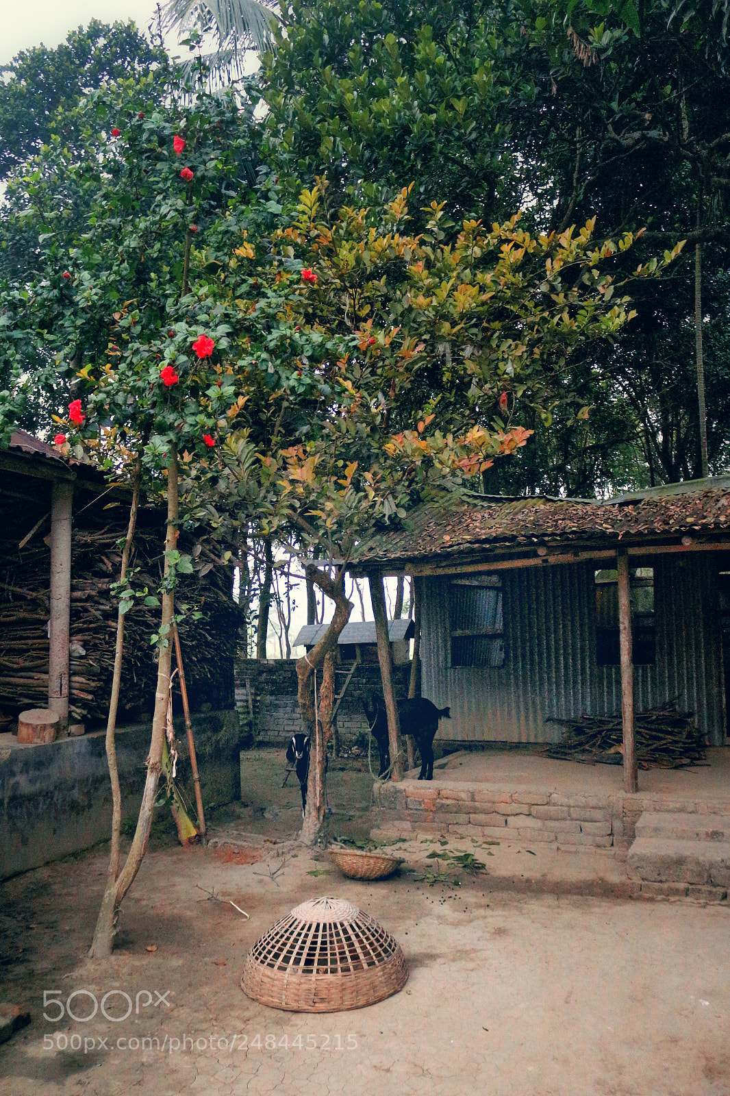 Canon EOS 700D (EOS Rebel T5i / EOS Kiss X7i) sample photo. 'the living' photography