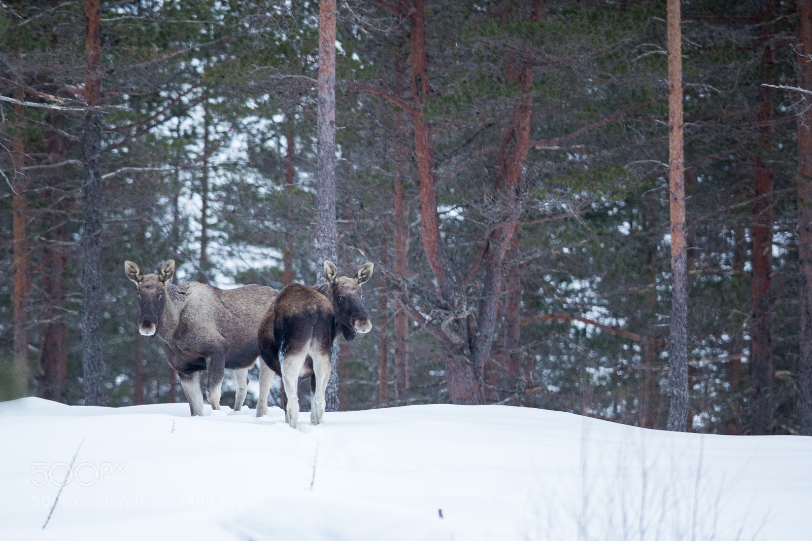 Canon EOS-1D X Mark II sample photo. Winter moose photography