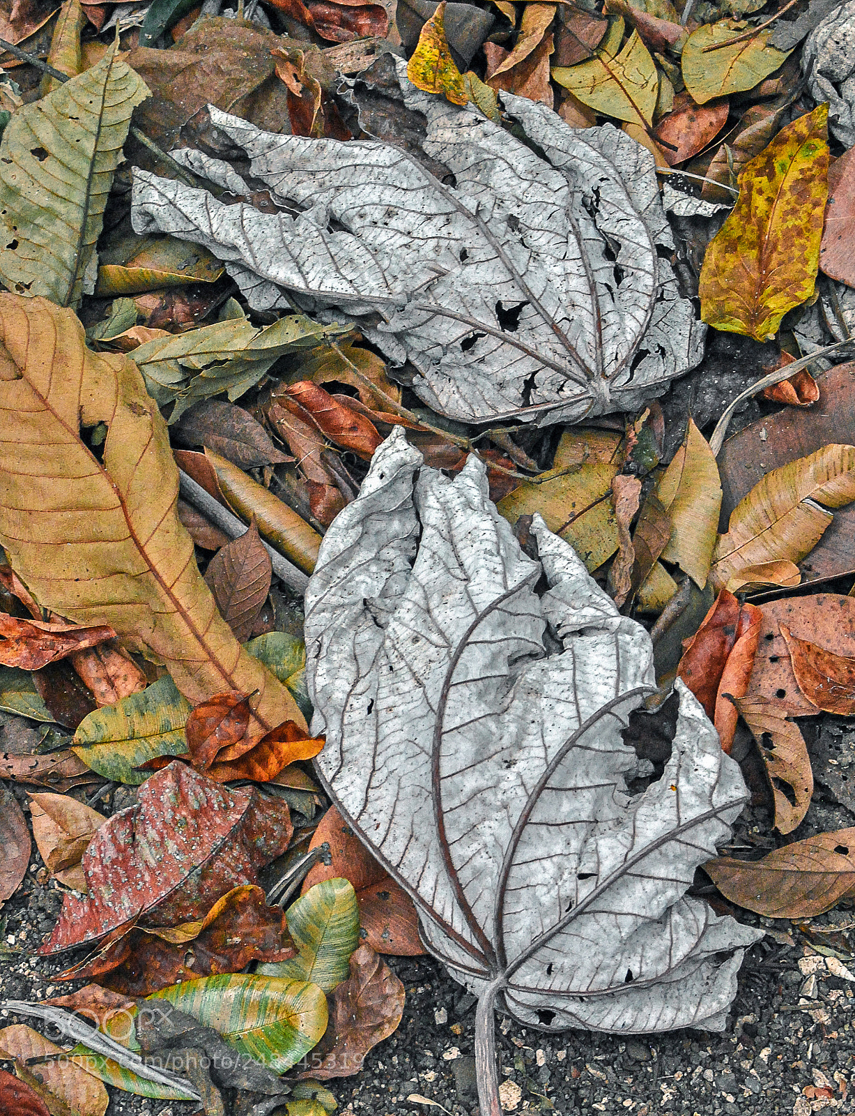 Nikon D3000 sample photo. Cecropia leaves photography