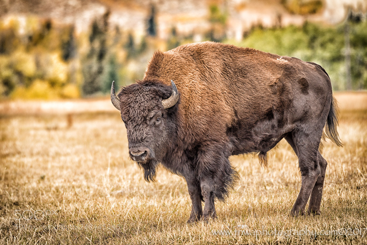 Nikon D800 sample photo. An iconic american photography