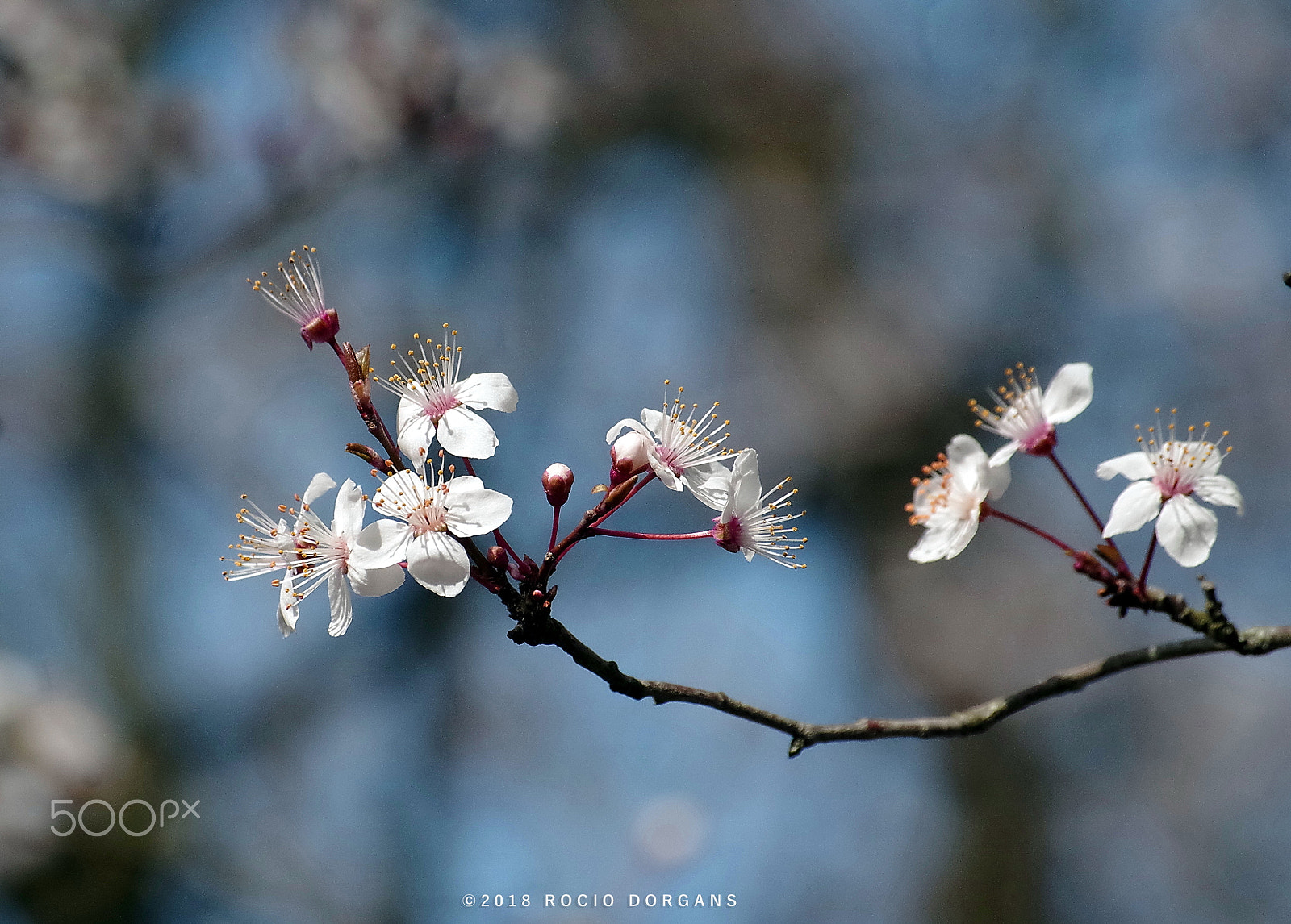 smc PENTAX-DA L 50-200mm F4-5.6 ED sample photo. Spring is on the way photography