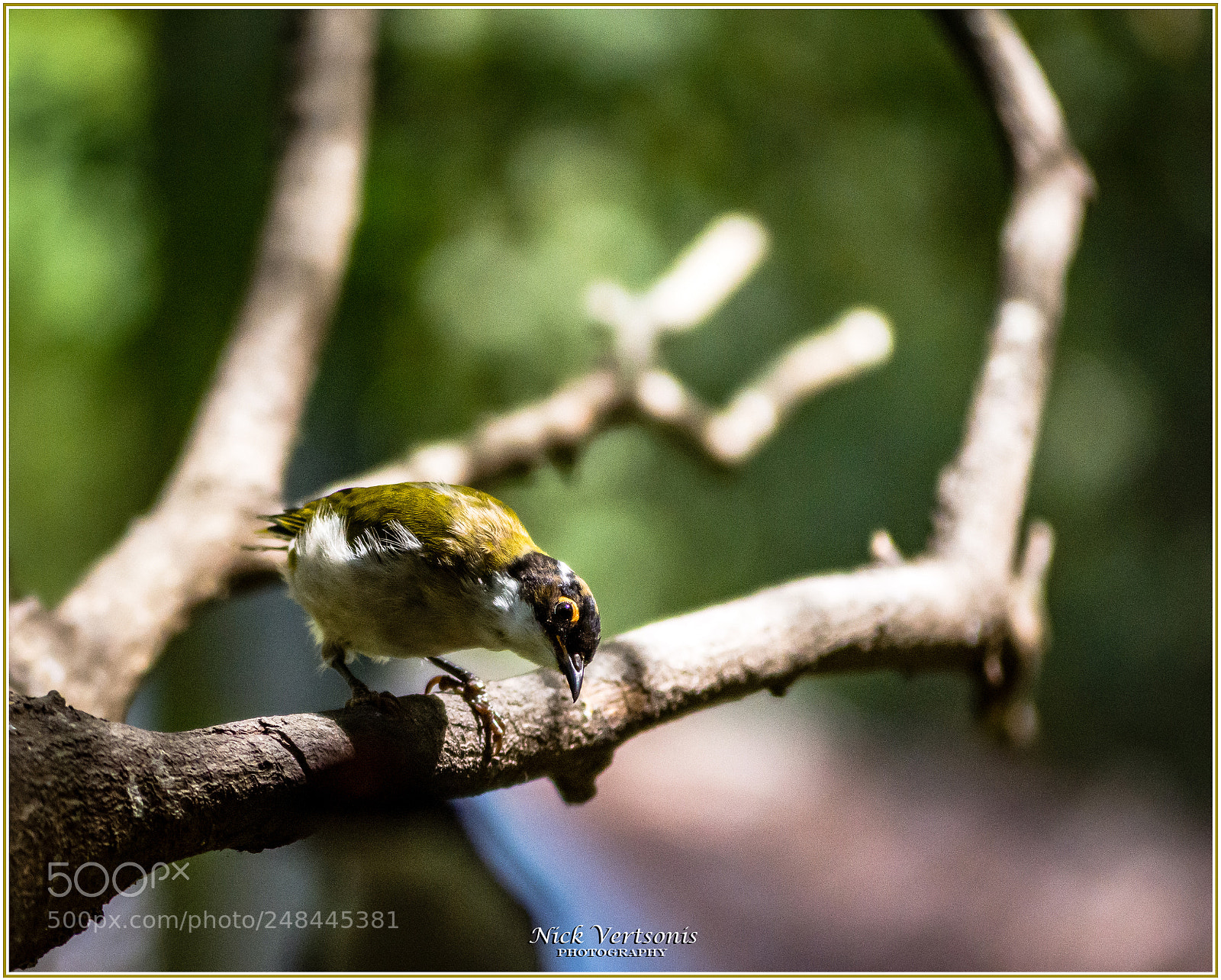 Nikon D7200 sample photo. Play with me...please!!! photography