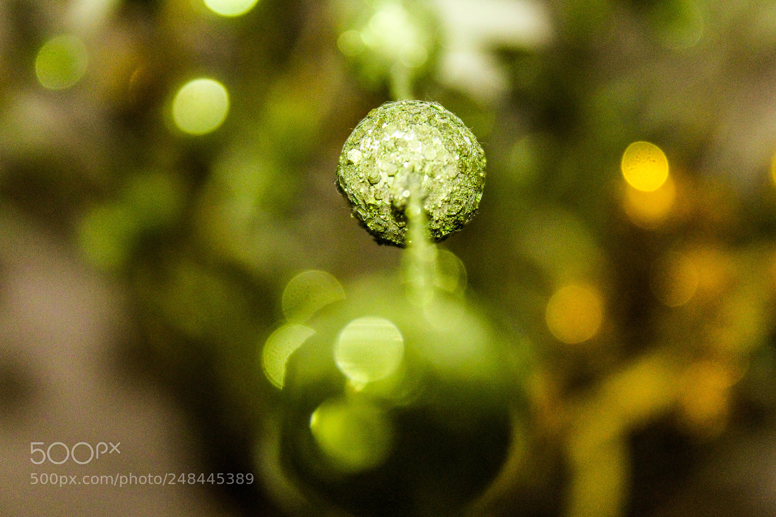 Canon EOS 650D (EOS Rebel T4i / EOS Kiss X6i) sample photo. Bokeh photography