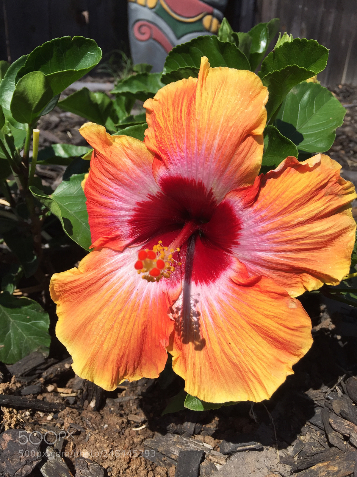 Apple iPhone 6 sample photo. Hibiscus photography