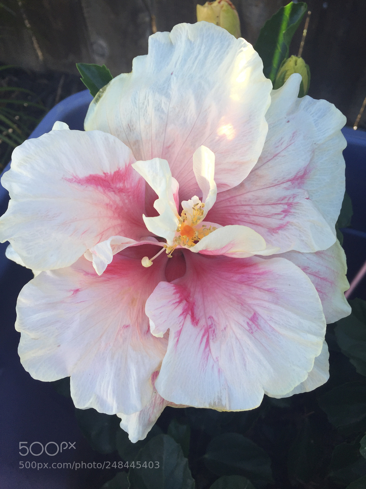 Apple iPhone 6 sample photo. Hibiscus photography