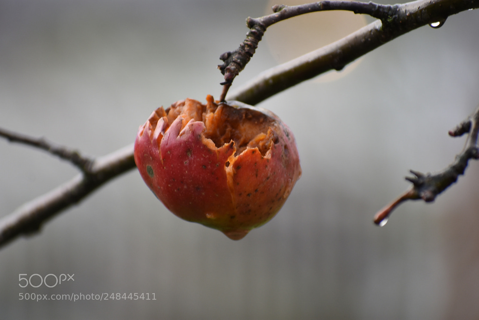 Nikon D3400 sample photo. Last apple on our photography