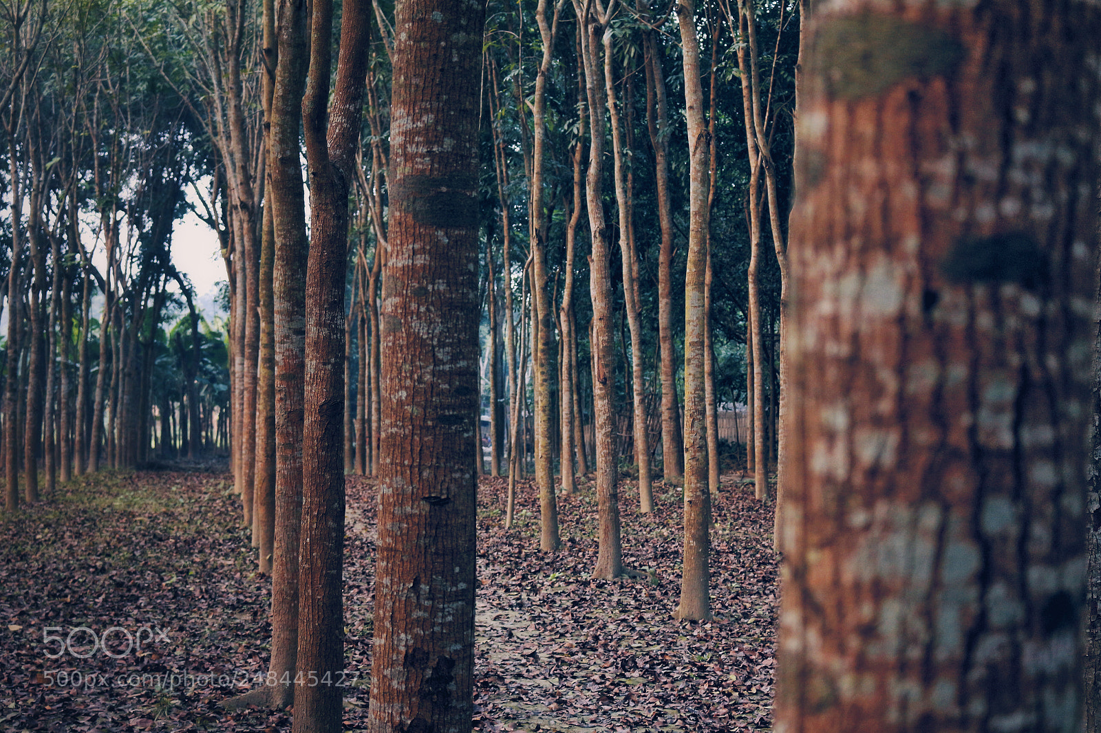 Canon EOS 700D (EOS Rebel T5i / EOS Kiss X7i) sample photo. 'the line' photography