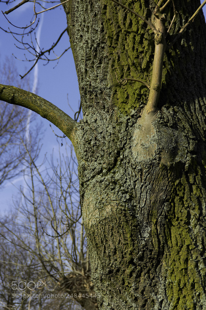 Canon EOS 600D (Rebel EOS T3i / EOS Kiss X5) sample photo. Horned photography